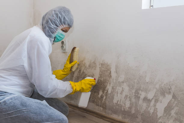 Best Basement Mold Remediation in Harrisburg, PA